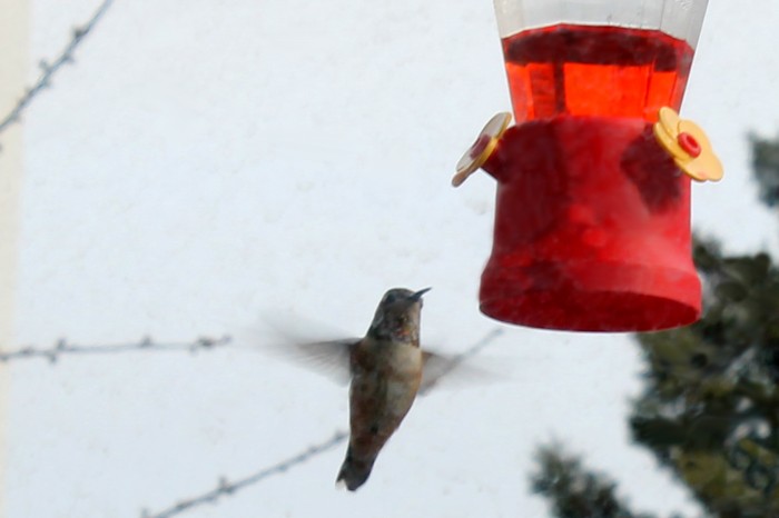 колибри, hummingbird